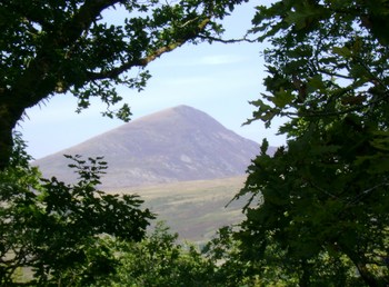 Snowdonia Safaris