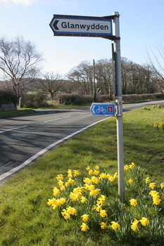 Daffodil Capital of Wales  -  Prifddinas Cennin Pedr Cymru